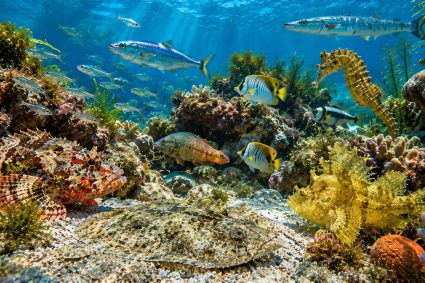 🌿 TRACCE DELLA CREAZIONE | 🎨 Episodio 5: Protezione senza corazza – Mimetismo, colore e forma | 🐟 Vita nel nascosto – Il mondo dei pesci