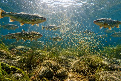 🌿 TRACCE DELLA CREAZIONE | 🎨 Episodio 5: Protezione senza corazza – Mimetismo, colore e forma | 🐟 Vita nel nascosto – Il mondo dei pesci